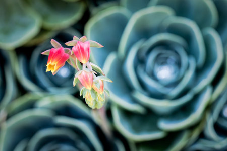 Beautiful pink and yellow flowers on a flower stalk coming from a blue and green echeveria succulent...