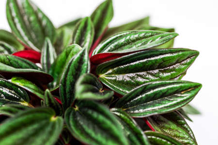 Closeup of a red and green peperomia houseplant with a white backgroundの写真素材