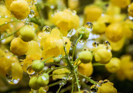 Close-up photo of rain or dew drops on yellow flowersの写真素材