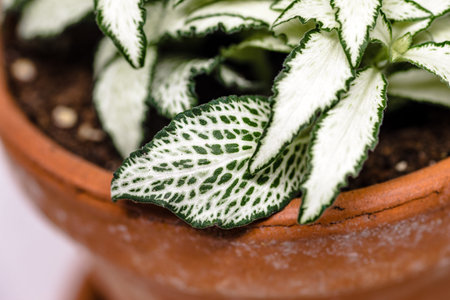 Close up of a cultivated fittonia house plant in a terra cotta pot with a white background.の写真素材