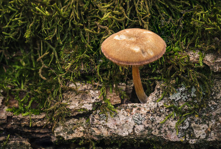 Mushroom growing among moss and lichen from the bark of a dead tree