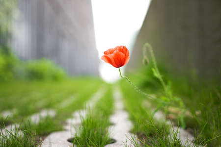 A wild poppy flower and grass growing in a concrete pathの写真素材