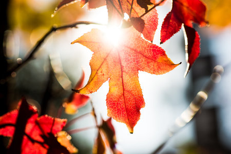 Backlit leaves on a maple tree in fall