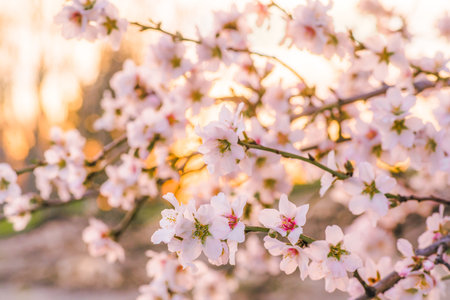 Cherry blossoms in front of the sunsetの写真素材