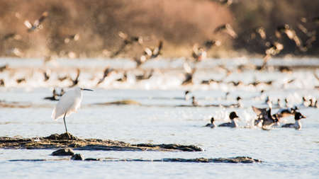 Snowy egret or heron (Egretta thula) on the Sacramento River, Californiaの写真素材