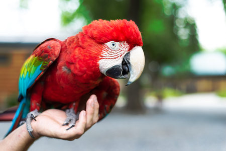 A red-and-green macaw perched on a human handの写真素材