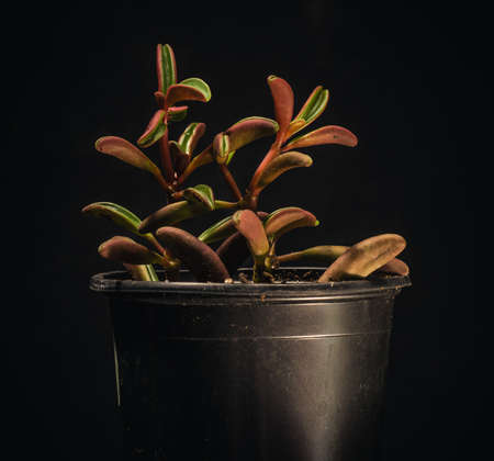 Peperomia graveolens is a succulent houseplant originally from Ecuadorの写真素材