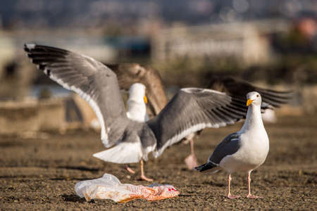 Gulls fighting over a littered plastic bag with food in itの写真素材