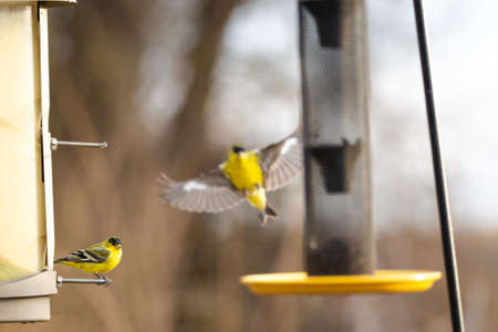 Two colorful American lesser goldfinch birds by a thistle bird feederの写真素材