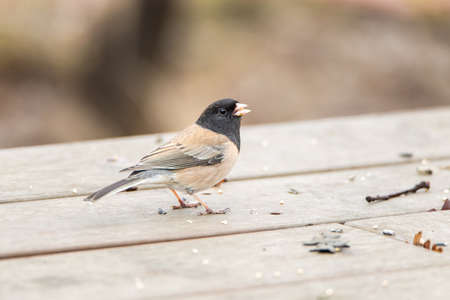 Brown-backed dark-eyed junco sparrow, Junco hyemalis, aka Oregon juncoの写真素材