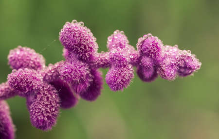 Dew drops on the purple flowers of Salvia leucantha Mexican Bush Sageの写真素材
