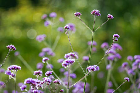 Verbena brasiliensis is a garden plant cultivated for aesthetic usesの写真素材