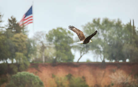 The Bald Eagle and the Old Glory flag are favorite US national emblemsの写真素材