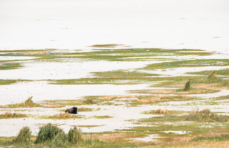 American bison in the salt flats of Antelope Island State Park, Utahの写真素材