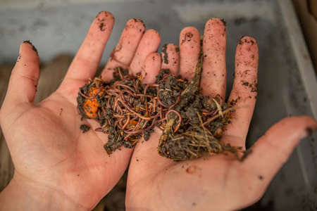Hands show household compost worms. Responsible waste disposal conceptの写真素材