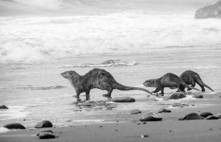 River otters on a Northern California ocean beach, Del Norte county