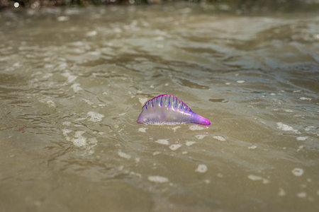 Portuguese Man-of-War found in the tide, Recife Atlantic beach, Brazil