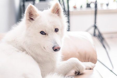 Indoor studio portrait of fluffy white purebred Samoyed pet dog with copy space