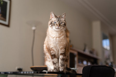Candid pet portrait of adult tabby cat sitting on living room tableの写真素材