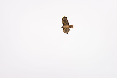 Red-tailed hawk soaring in front of a cloudy sky in California