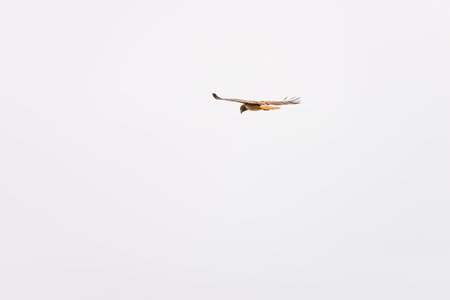 Red-tailed hawk soaring in front of a cloudy sky in Californiaの写真素材