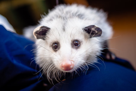 Close-up of a Virginia opossum, Didelphis virginiana, an unreleasable wild animal under the care of professionals, showing its unique facial features.の写真素材