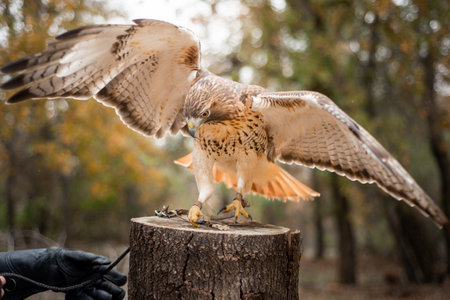 Unreleasable Red-Tailed Hawk landing on a stump, wings spread