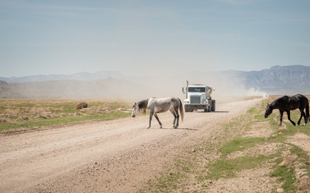 Two wild horses crossing a dirt road in front of a large construction truckの写真素材