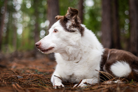A side profile of a 15 year old Border Collie in a peaceful forest during a memorial photoshoot. The dogs calm expression reflects the quiet wisdom and enduring love that a senior pet brings into a familys life.の写真素材