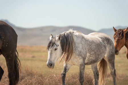 A dapple grey wild horse with her herd in the Utah desert