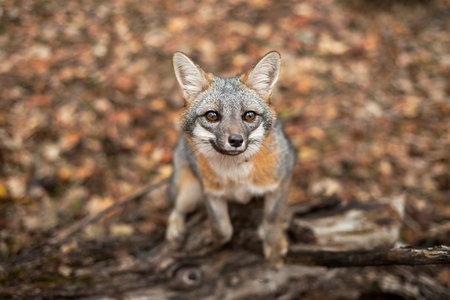 Grey fox on a log in the forest, looking up towards the camera