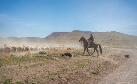 A rancher herding sheep on horseback with border collies in the Utah, USA desertの写真素材