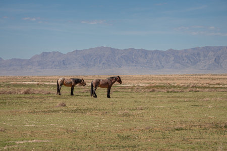 Two wild mustangs standing together in the Utah desert