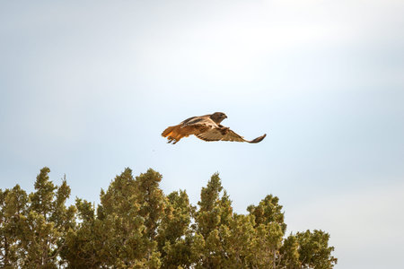 Red tailed hawk or chickenhawk taking flight from a treeptop