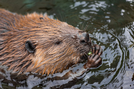 North American Beaver Eating While Swimming in Water