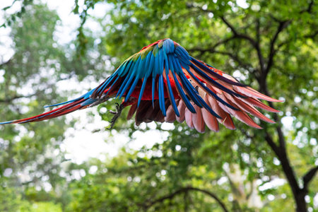 Green-Winged Macaw in Flight, looking at the cameraの写真素材