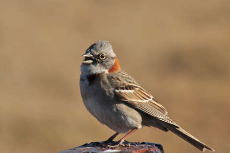 Birdの写真素材