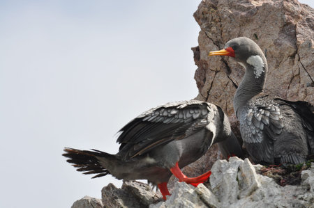 Marine birds