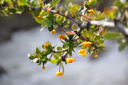 calafate in flowerの写真素材
