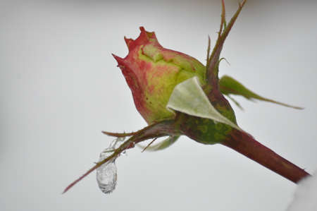 water drop from flower.の写真素材