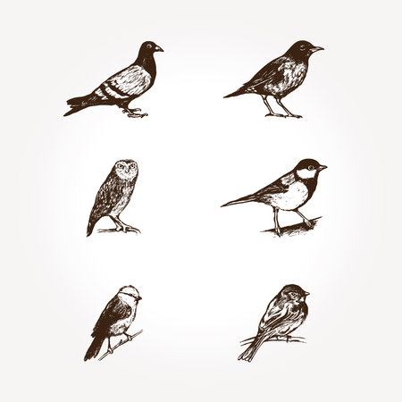Set of bird icons vector imageのイラスト素材