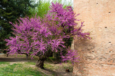 Detail of a flowering plant in spring of the typical ancient castle in Italy, with gardens and Mediterranean plants with bright spring flowers.の写真素材