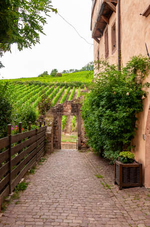 Riquewihr in Alsace, France. Enchanting medieval village, along the wine road that connects Colmar to Strasbourg. View of the vineyards from the old village within the walls.の写真素材