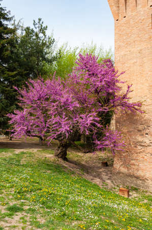 Detail of a flowering plant in spring of the typical ancient castle in Italy, with gardens and Mediterranean plants with bright spring flowers.のeditorial素材
