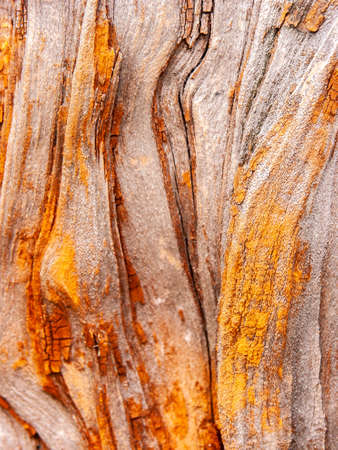 Detail of bark eroded by time, with textures and scratches on the surface that create a textured effect.の写真素材