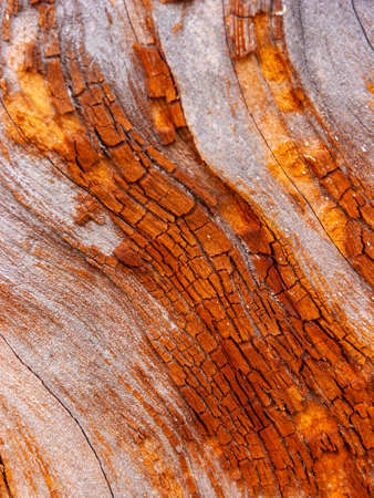 Detail of bark eroded by time, with textures and scratches on the surface that create a textured effect.の写真素材