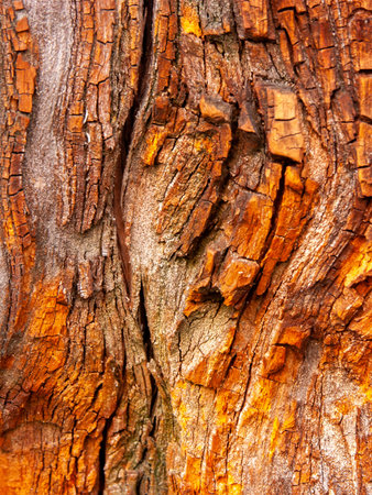 Detail of bark eroded by time, with textures and scratches on the surface that create a textured...