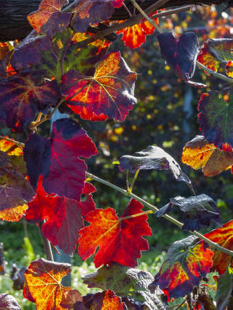 Branches and leaves of a Lambrusco grape plant in Modena, at the time of harvest, Italyの写真素材