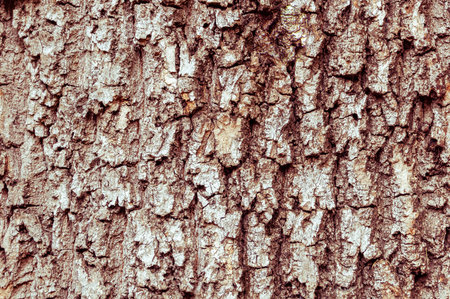 Detail of the bark of a horse chestnut tree eroded by time, with textures and scratches on the...