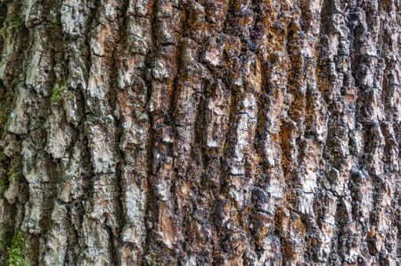 Detail of the bark of a horse chestnut tree eroded by time, with textures and scratches on the...